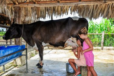 FARM & PLANTATION (39)