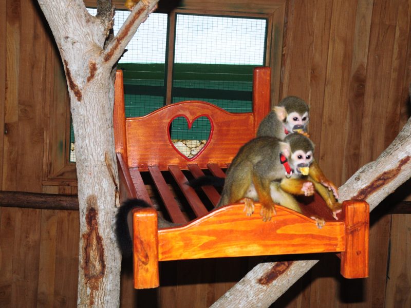 MonkeySanctuary (13)